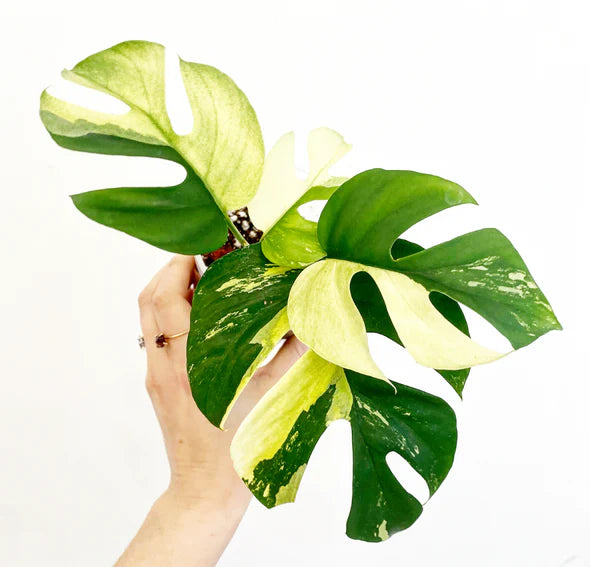 Monstera Rhaphidophora Tetrasperma Variegated