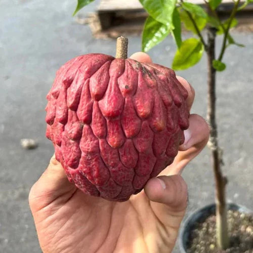 Red Gefner Atemoya Exotic Fruit Plants