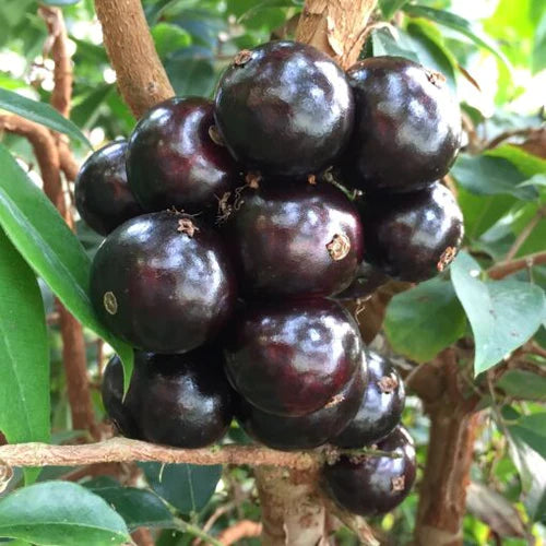 Jaboticaba Sabara Exotic Fruit Plant ((Plinia Cauliflora)