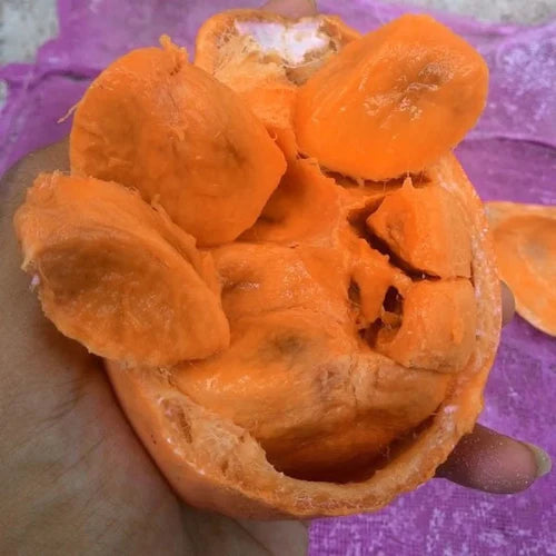 Kubal Exotic Fruit Plants (Willughbeia sarawacensis )