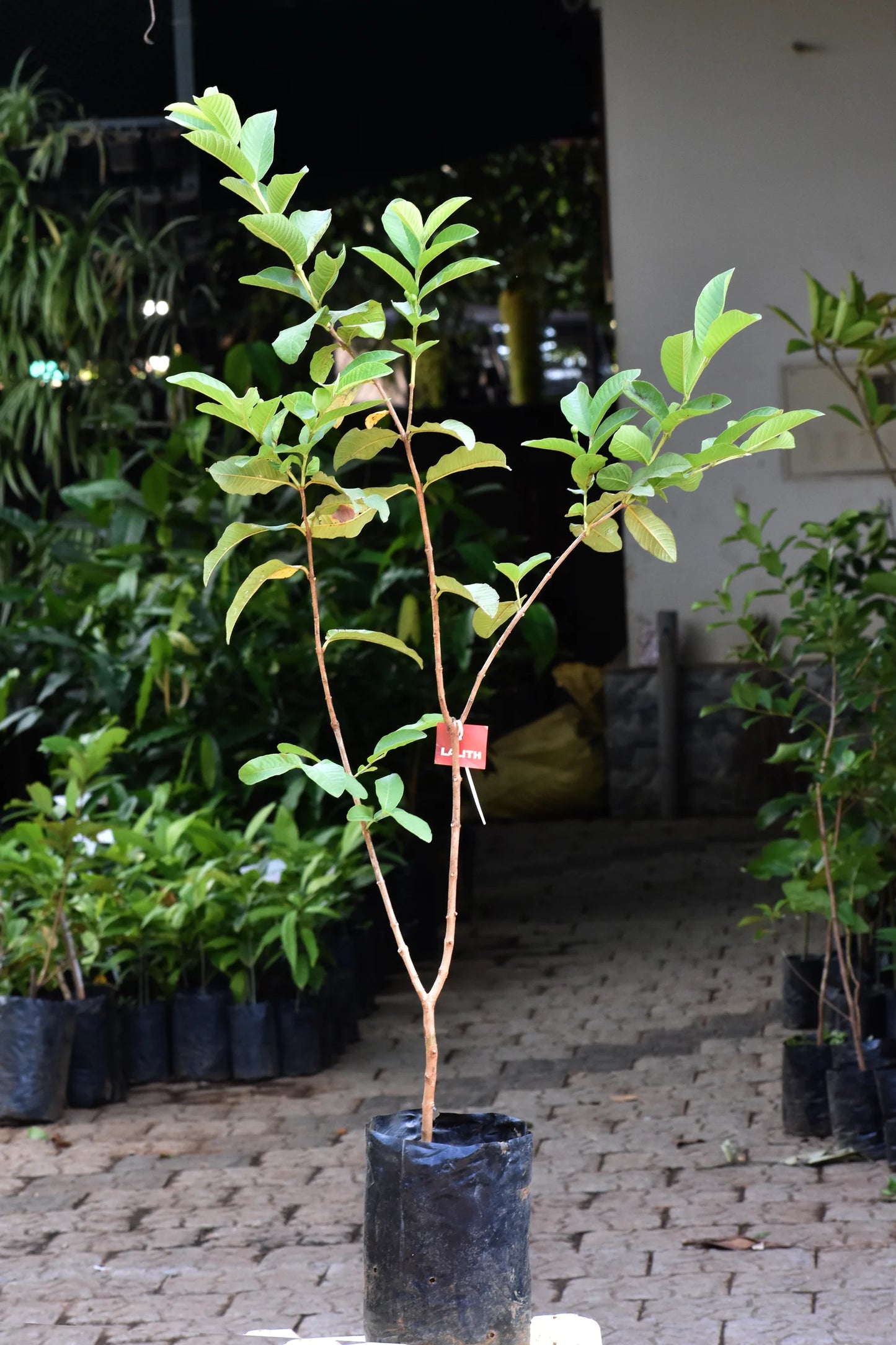 Lalith Guava Exotic Fruit Plants