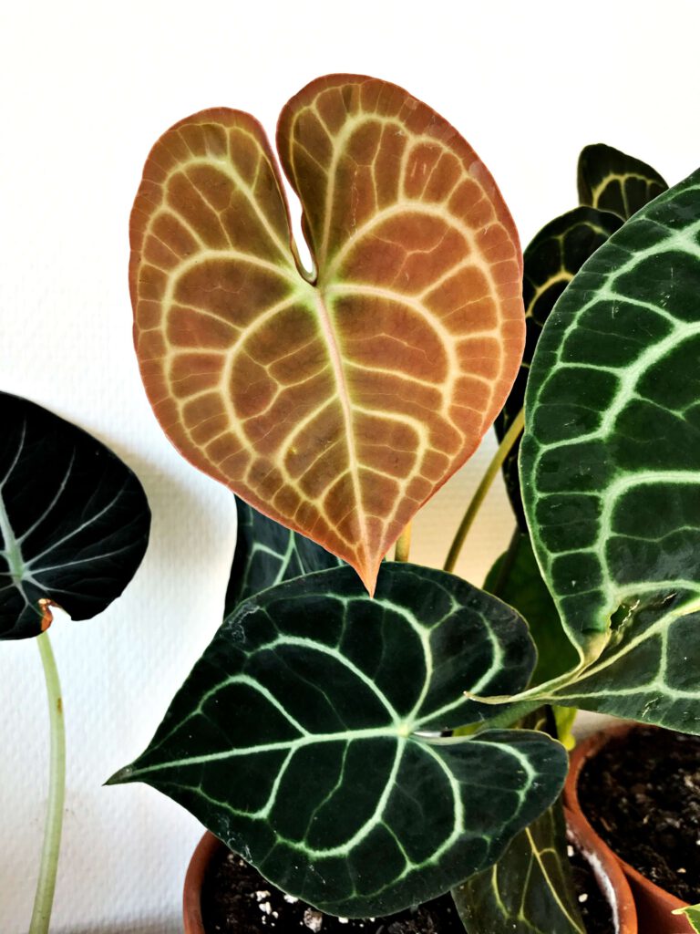 Anthurium Clarinervium