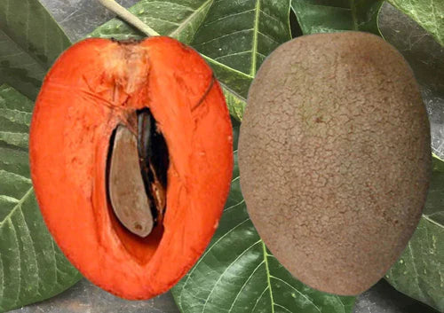 Mamey Sapote Pantine Exotic Fruit Plants (Pouteria Sapota)