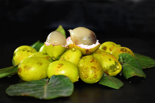 Green Matoa Exotic Fruit Plant (Pometia Pinnata)