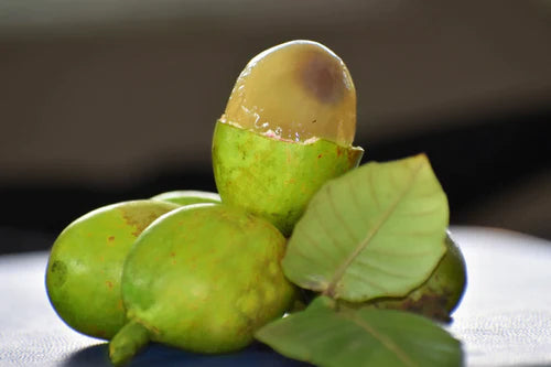 Green Matoa Exotic Fruit Plant (Pometia Pinnata)