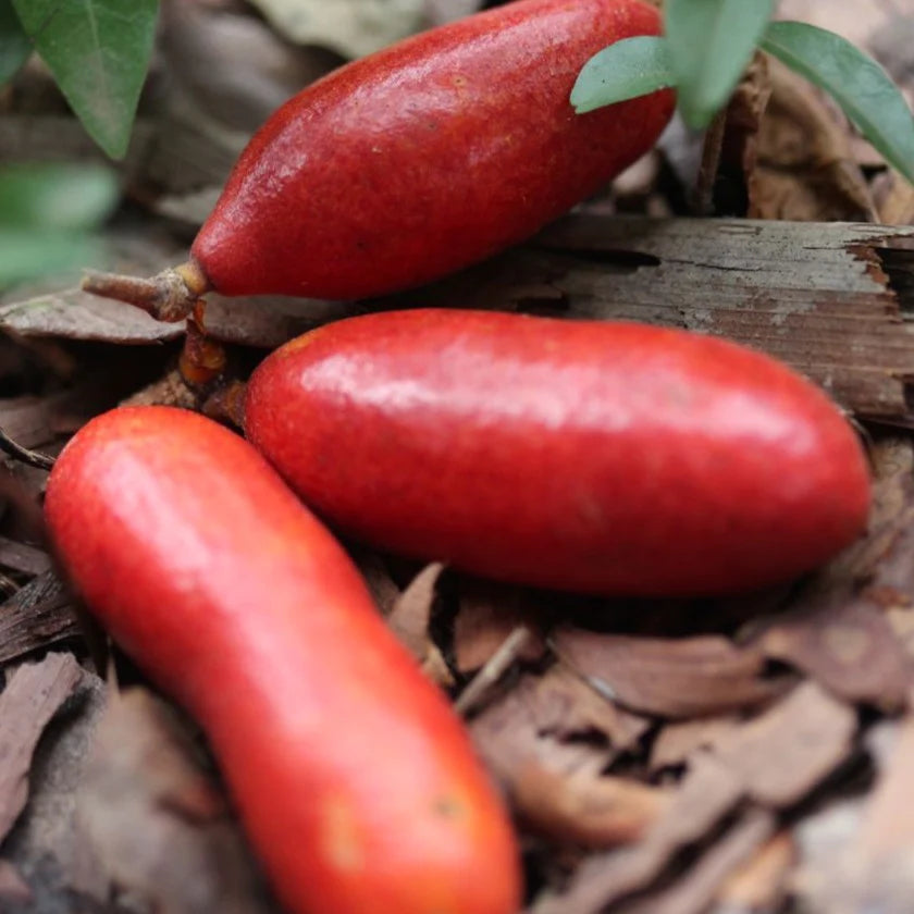 Fingersop Exotic Fruit Plant (Meiogyne cylindrocarpa)