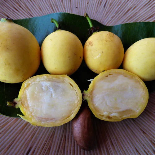 Mexican Garcinia Exotic Fruit Plants (Luc's) (Garcinia mexicana)