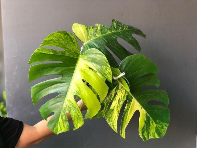 monstera variegated for sale Monstera Aurea Variegated: Buy Plant Online In India – Growcerys