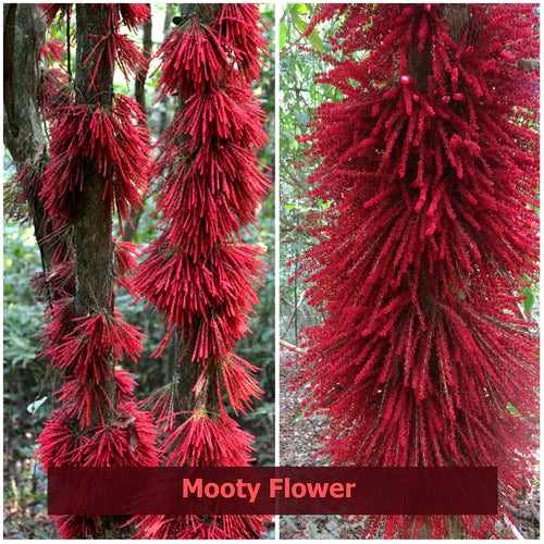 Mooty Exotic Fruit Plants (Baccaurea Courtallensis)