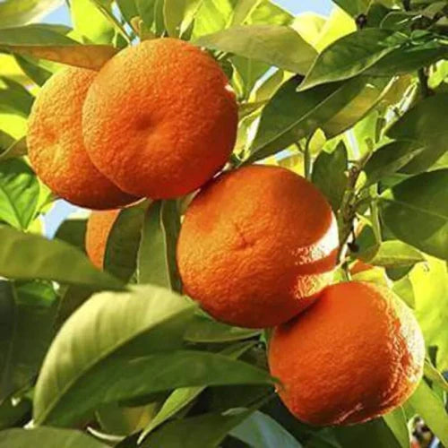 Nagpur Orange Grafted Exotic Fruit Plants (mini orange)