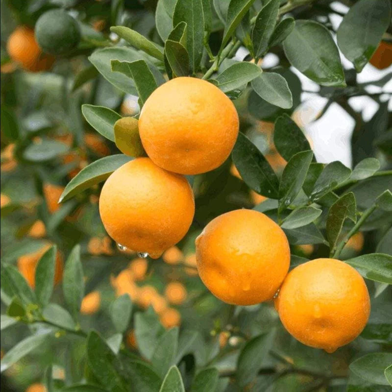 Nagpur Orange Grafted Exotic Fruit Plants (mini orange)