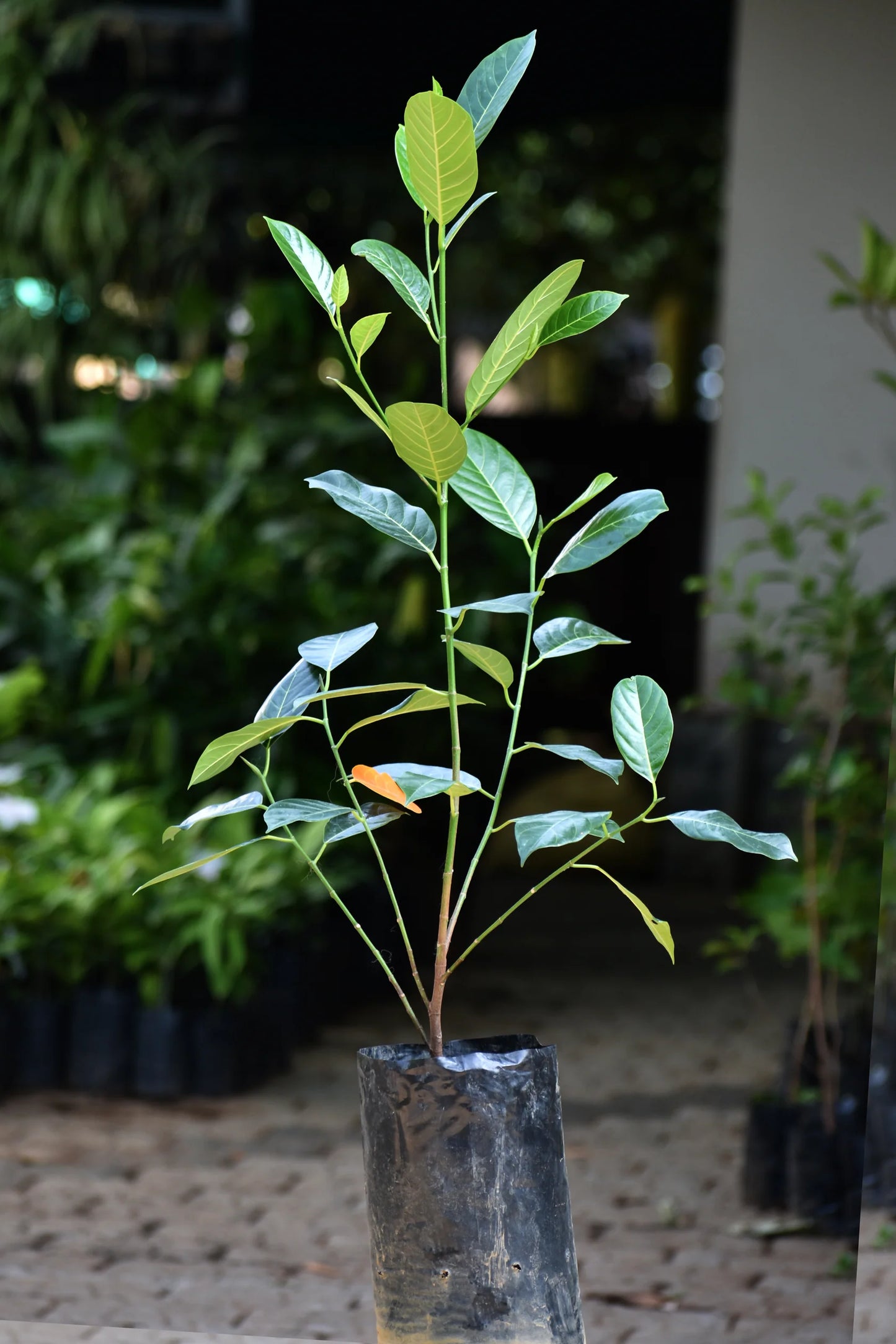 Nangadak Exotic Fruit Plants