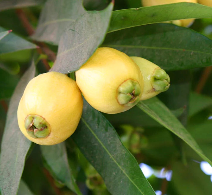 Water Apple Exotic Fruit Plants (Syzygium samarangense)
