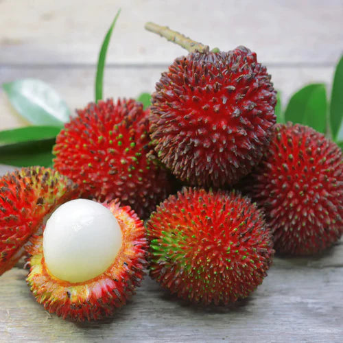 Pulasan Exotic Fruit Plants (Nephelium Mutabile)