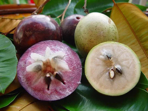 Purple Star Apple Exotic Fruit Plants (Chrysophyllum Cainito)