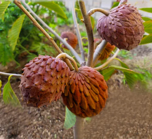 Red Gefner Atemoya Exotic Fruit Plants