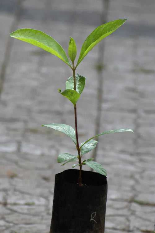 Nance Red Exotic Fruit Plants (Byrsonima Crassifolia)