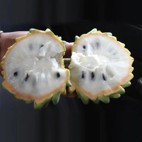 Rollinia Exotic Fruit Plants (Rollinia Deliciosa)