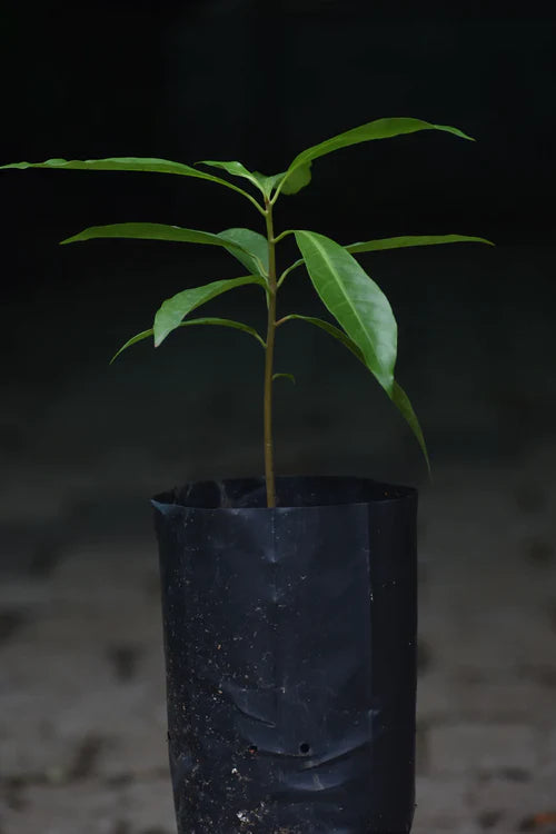 Ross Sapote Exotic Fruit Plants (Pouteria SP)