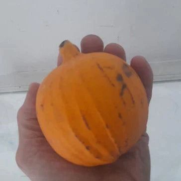 Shawi Exotic Fruit Plants (Plinia SP)