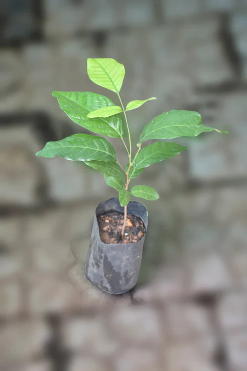 Sdok Exotic Fruit Plants
