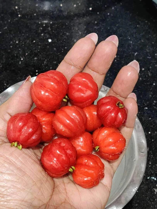 Surinam Cherry Red Exotic Fruit Plants (Eugenia Uniflora)