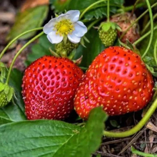 Strawberry Exotic Fruit Plants