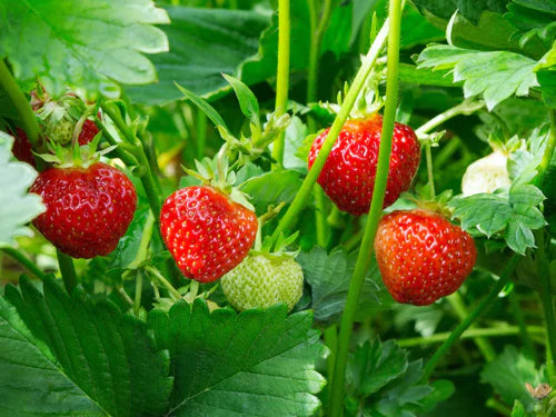 Strawberry Exotic Fruit Plants