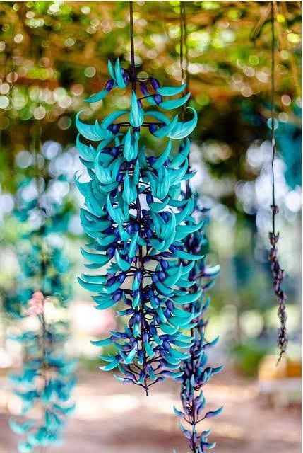 Jade Vine Blue / Strongylodon Macrobotrys