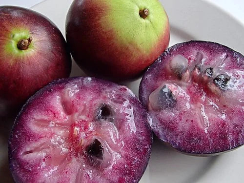 Purple Star Apple Exotic Fruit Plants (Chrysophyllum Cainito)