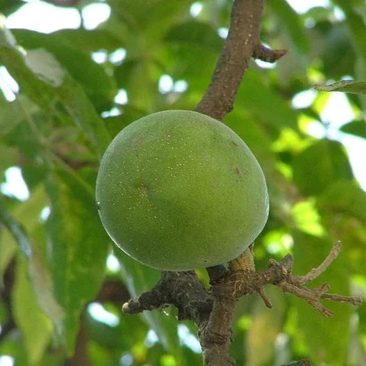 Wooly Leaved Sapote Exotic Fruit Plants (Casimiroa Tetrameria)