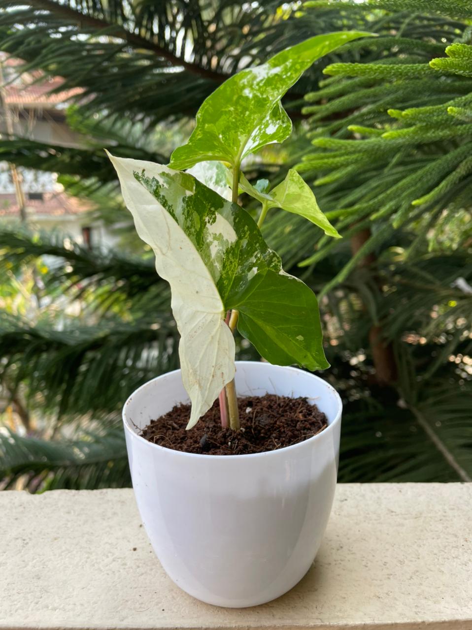 Syngonium Podophyllum "Albo Variegata"