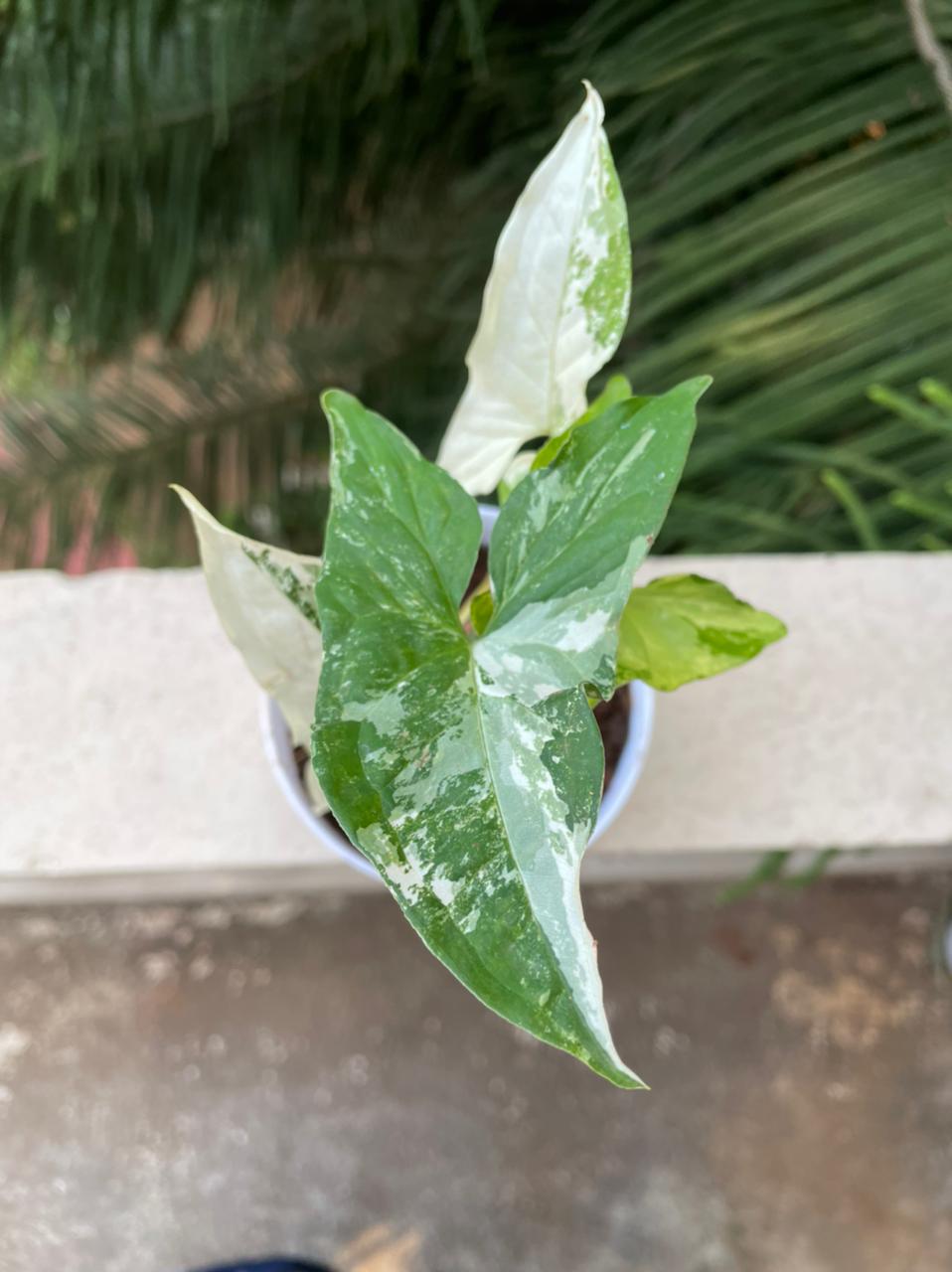 Syngonium Podophyllum "Albo Variegata"
