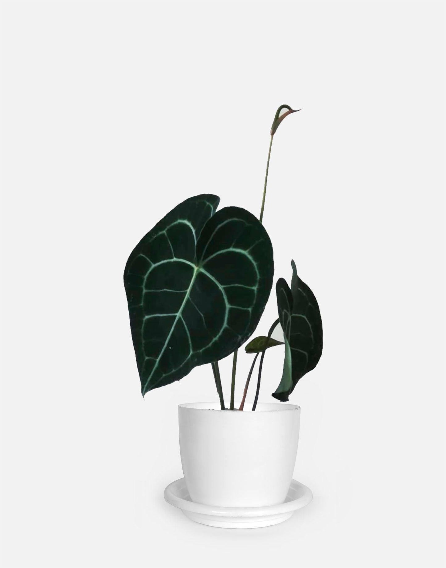Anthurium Clarinervium - Growcerys Shop