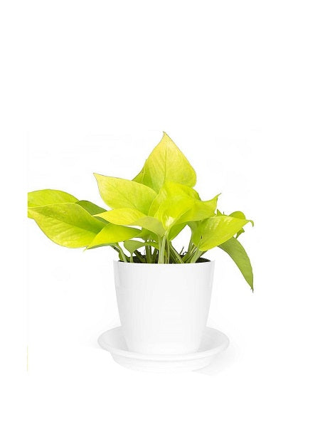 Pothos Neon