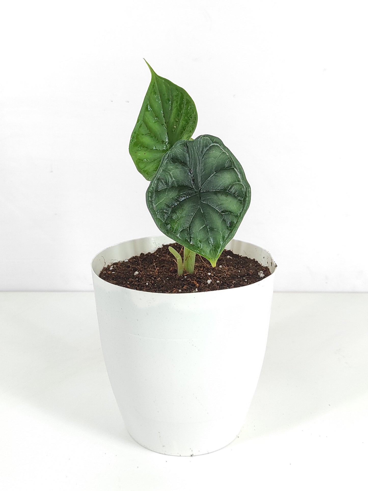Alocasia Dragon scale 'Tuber'