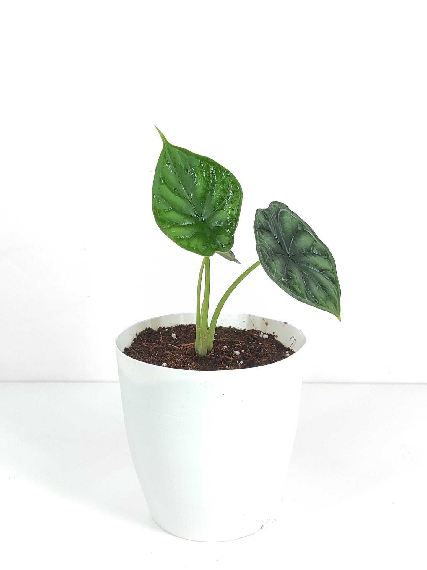 Alocasia Dragon scale 'Tuber'