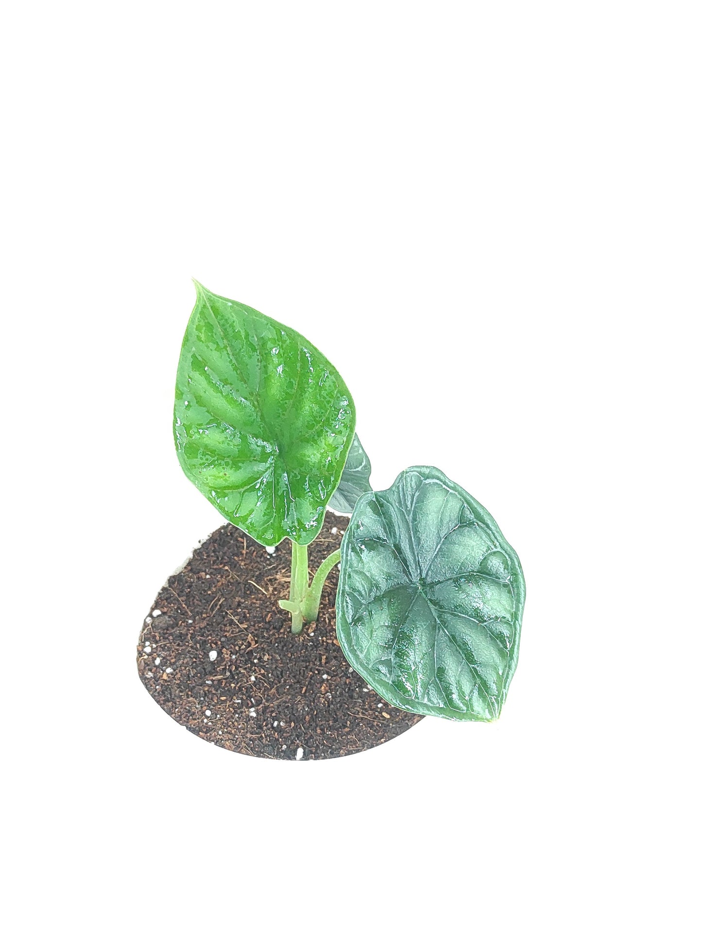 Alocasia Dragon scale 'Tuber'