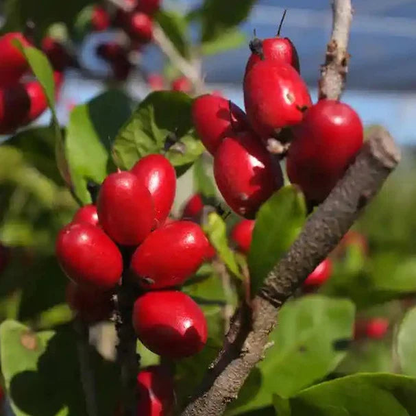 Miracle Exotic Fruit Plants (Synsepalum Dulcificum)
