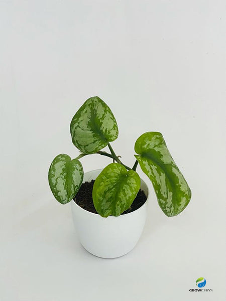 Pothos Satin