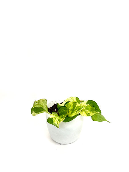 Pothos Manjula