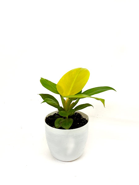 Philodendron Golden Melinonii