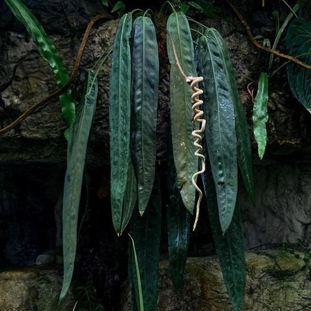 Anthurium Vittariifolium 'Medium'