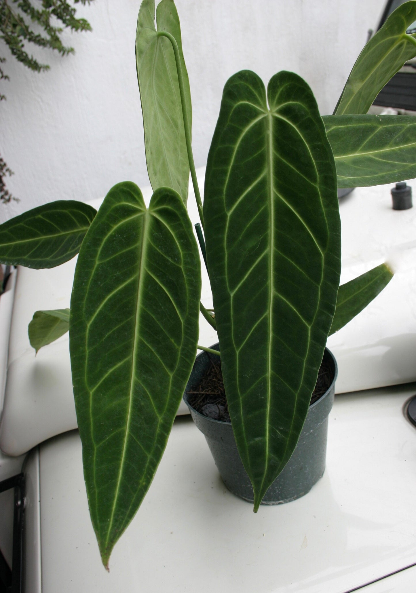 Anthurium Warocqueanum Esmeralda