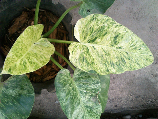 Philodendron Giganteum Blizzard Variegated