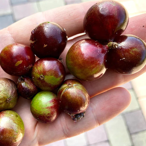 Jaboticaba Escarlate Exotic Fruit Plants