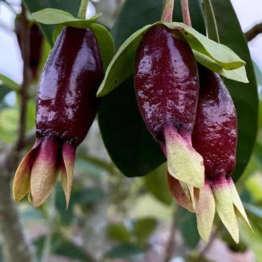 Savannah Cherry Exotic Fruit Plants (Eugenia Calycina)