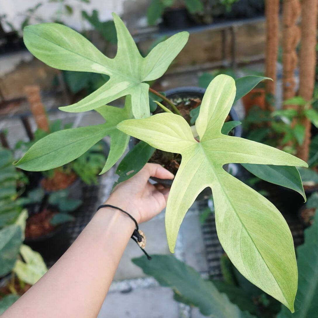 Philodendron Florida Ghost