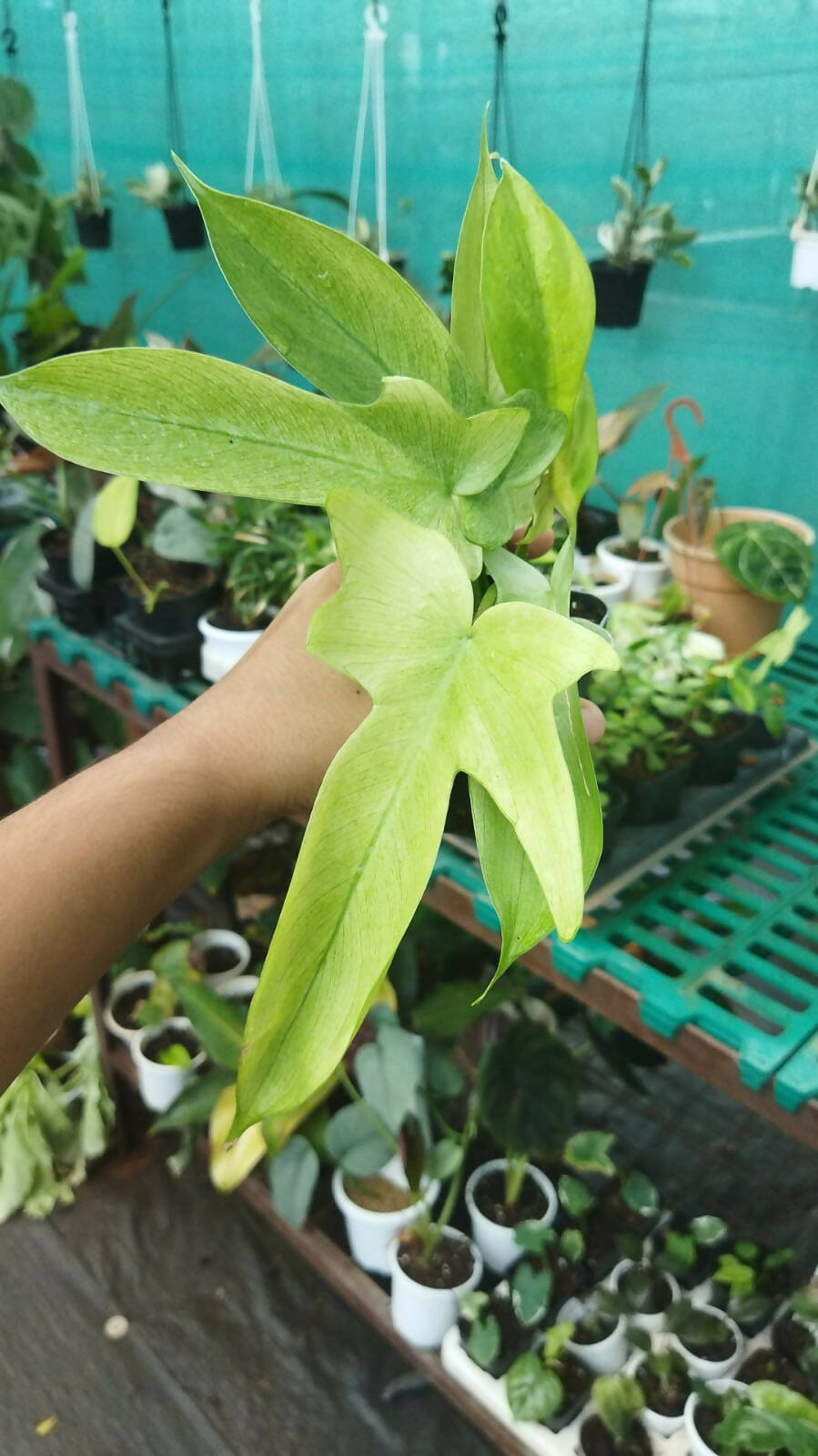 Philodendron Florida Ghost
