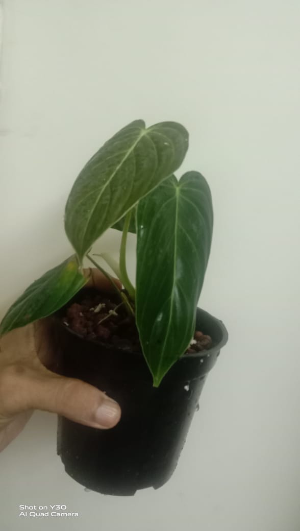 Philodendron Melanochrysum